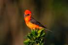 USA, Texas, Starr County. Vermilion flycatcher perched Art Print